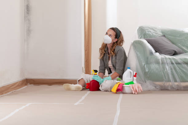 Reliable Basement Mold Remediation contractor in Timnath, CO by WQB Mold Removal